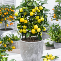 Citrus x floridana  sur tige