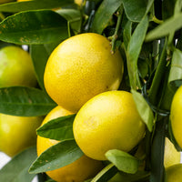 Citrus x floridana  sur tige