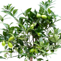 Citrus x floridana  sur tige