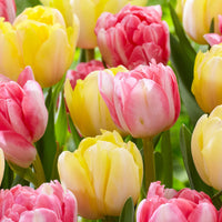 20x Tulipes Tulipa 'Foxtrot' rose