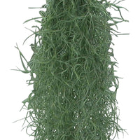 Bromélia Tillandsia usneoides  - Plante suspendue