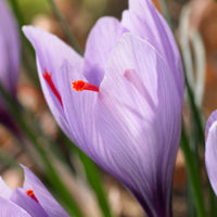 18x Crocus Crocus sativus violet