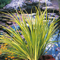 Acore  Acorus 'Ogon' vert-jaune - Plante des marais, Plante de berge