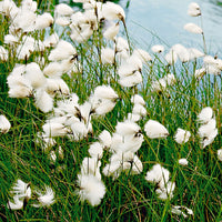 Linaigrette à feuilles étroites Eriophorum angustifolium blanc - Plante des marais