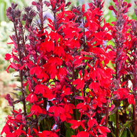 Lobélie cardinale Lobelia cardinalis rouge - Plante des marais, Plante de berge