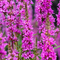 Salicaire commune Lythrum salicaria violet - Plante des marais, Plante de berge