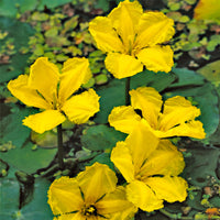 Faux nénuphar Nymphoides peltata jaune avec panier de plantation - Plante des marais, Plante aquatique, Plante oxygénante