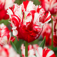 12x Tulipes perroquet