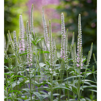 3x Véronique Veronica 'Pink Eveline' violet-blanc - Plants à racines nues