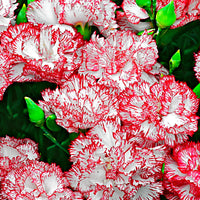 Dianthus 'Fantasy' Rouge-Rose