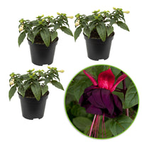 3x Doubles fleurs Fuchsia 'New Millenium' rose-violet