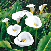 Arum d'Éthiopie Zantedeschia aethiopica blanc - Plante des marais, Plante de berge