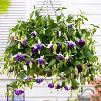 3x Doubles fleurs Fuchsia 'Blue Angel' blanc-violet