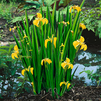 Iris jaune pseudacorus jaune - Plante des marais, Plante de berge
