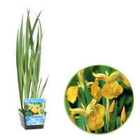 Iris jaune pseudacorus jaune - Plante des marais, Plante de berge