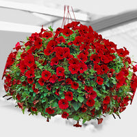 3x Petunia jamboree  ‘Red Scarlet’ Rouge