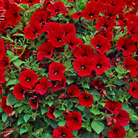 3x Petunia jamboree  ‘Red Scarlet’ Rouge