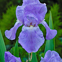 3x Iris barbu 'Jane Phillips' bleu - Plants à racines nues