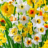 20x Narcisses  Narcissus - Mélange 'Beautiful Fragrance' blanc-orangé-jaune