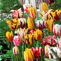 20x Tulipes Tulipa - Mélange 'Rembrandt'