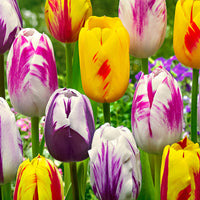 20x Tulipes Tulipa - Mélange 'Rembrandt'