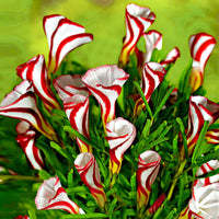 10x Oxalis Oxalis versicolor rouge-blanc