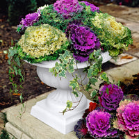 3x Chou d'ornement Brassica - Mélange 'Three colors' violet-blanc-vert