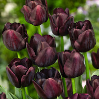 18x Tulipes Tulipa 'Paul Scherer' violet