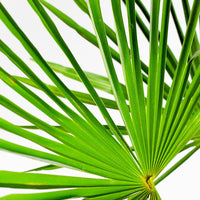 Palmier de Chine Trachycarpus fortunei Vert