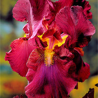 5x Iris barbu - Mélange 'Magic Melange' mélange de couleurs - Plants à racines nues