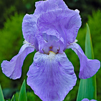5x Iris barbu - Mélange 'Magic Melange' mélange de couleurs - Plants à racines nues