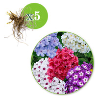5x Phlox Phlox - Mélange 'Phlox it up' - Plants à racines nues