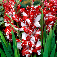 25x Glaïeul à grandes fleurs 'Zizanie' rouge-blanc