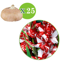 25x Glaïeul à grandes fleurs 'Zizanie' rouge-blanc