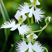3x Orchidée colombe Habenaria radiata blanc