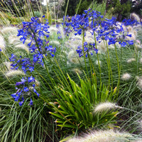 3x Agapanthe violet-blanc - Plants à racines nues