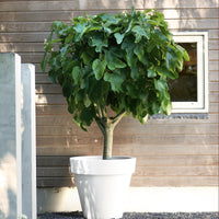 Elho pot de fleurs Pure rond blanc - Pot pour l'intérieur et l'extérieur