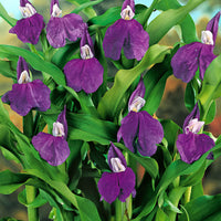 3x Gingembre-orchidée violet