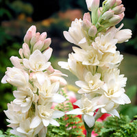 5x Tubéreuse 'The Pearl' blanc