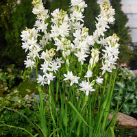 5x Tubéreuse 'The Pearl' blanc