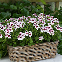3x Géranium Pelargonium 'Mosquitaway Lizzy' blanc-violet