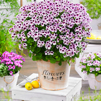 3x Géranium Pelargonium 'Mosquitaway Lizzy' blanc-violet