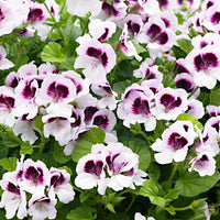 3x Géranium Pelargonium 'Mosquitaway Lizzy' blanc-violet