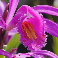 3x Orchidée terrestre Bletilla striata violet