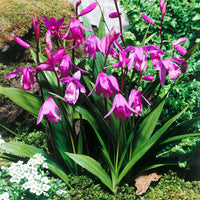 3x Orchidée terrestre Bletilla striata violet