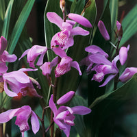 3x Orchidée terrestre Bletilla striata violet