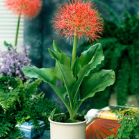 2x Haemanthus albiflos Scadoxus multiflorus rouge