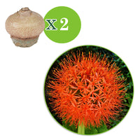 2x Haemanthus albiflos Scadoxus multiflorus rouge