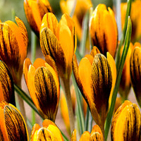 25x Crocus Crocus 'Orange Monarch' orangé-noir