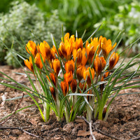 25x Crocus Crocus 'Orange Monarch' orangé-noir